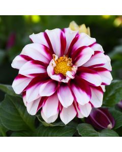 Dahlia, 'Crimson Picotee'