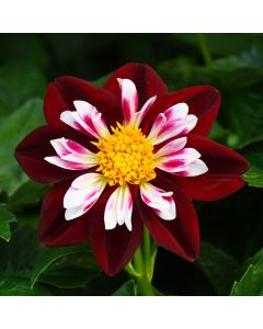 Dahlia, 'Red and White'