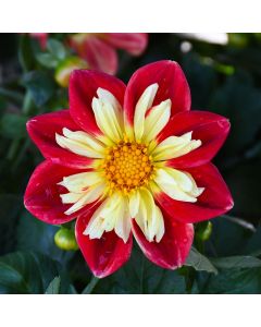 Dahlia, Starsister® 'Scarlet and Yellow'