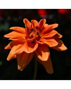 Dahlia, Venti™ 'Mango'