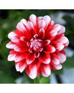 Dahlia, Venti™ 'Red and White'