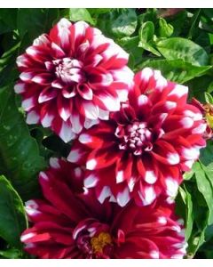 Dahlia, 'Crimson Picotee'