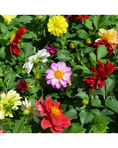 Dahlia, Fresco™ Formula Mix