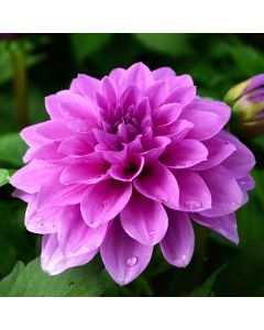 Dahlia, Hypnotica® 'Lavender'