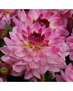 Dahlia, 'Sincerity'