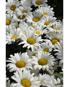 Leucanthemum, Shasta Daisy 'Daisy May®'