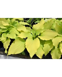 Hosta, Lime Leaf 'Dancing Queen'
