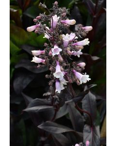 Penstemon, Beardtongue 'Dark Towers'