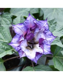 Datura, 'Purple Ballerina'