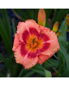 Hemerocallis, Pink Daylily 'Strawberry Candy'