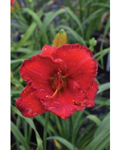 Hemerocallis, Red Daylily 'Desert Flame'