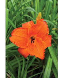 Hemerocallis, Orange Daylily 'Mauna Loa'
