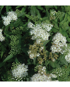 Spiraea, Japanese Spirea 'White'