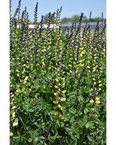 Baptisia, Hybrid False Indigo 'Decadence® Lemon Meringue'