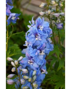 Delphinium, Candle Larkspur 'Delphina™ Light Blue, White Bee'