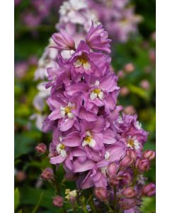 Delphinium, Candle Larkspur 'Delphina™ Pink White Bee'