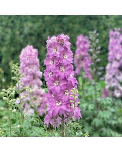 Delphinium, Mini Larkspur 'Mini Pinks' 