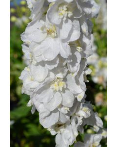 Delphinium, Candle Larkspur 'Aurora™ White'