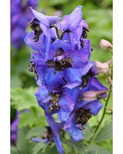 Delphinium, Candle Larkspur 'Magic Fountains Dark Blue, Dark Bee'