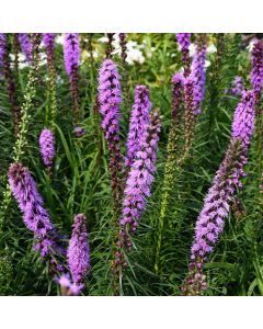 Liatris, Dense Blazingstar 'Minnesota Native'