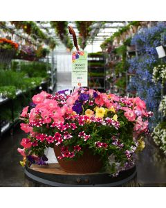 'Honey Bunny' Designer Combo, 13” Hanging Basket
