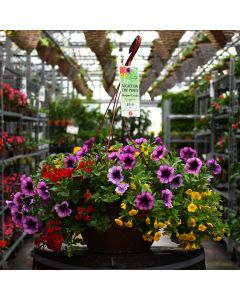 'Night on the Town' Designer Combo Hanging Basket