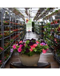 'Sunrise Surprise' Designer Combo Hanging Basket