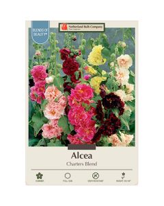 Alcea, Hollyhock 'Charters Blend'