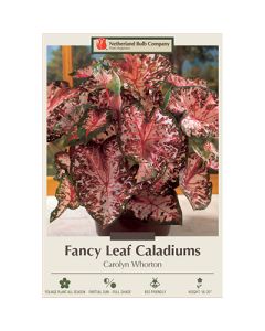 Caladium, Fancy Leaf 'Carolyn Whorton'