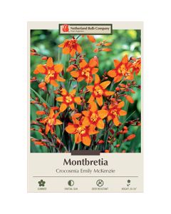 Crocosmia, Montbretia 'Emily McKenzie'