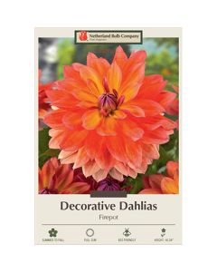 Dahlia, Decorative 'Firepot'