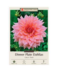 Dahlia, Dinner Plate 'Otto's Thrill'