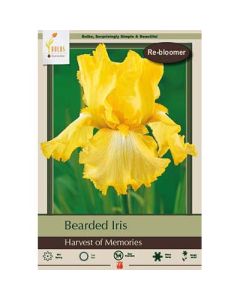 Iris, Bearded Iris 'Harvest of Memories'