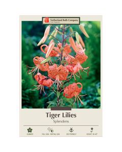 Lilium, Tiger Lily 'Splendens'