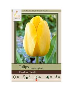 Tulipa, Darwin Hybrid Tulip 'Golden Parade'