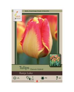 Tulipa, Darwin Hybrid Tulip 'Banja Luka'