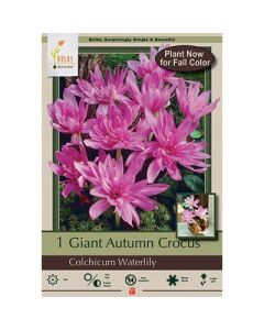 Colchicum, Giant Autumn Crocus 'Waterlily'