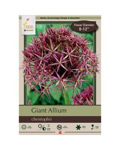 Allium, Giant Allium 'Christophii'