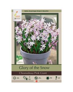Chionodoxa, Glory of the Snow 'Pink Giant'