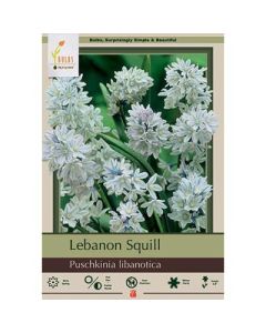 Puschkinia, Lebanon Squill