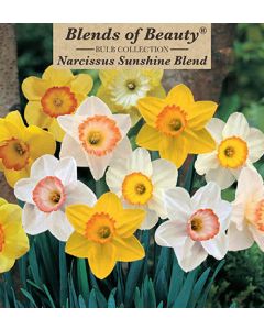 Narcissus Assortment, Large Cupped Sunshine Mixture