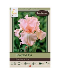 Iris, Bearded Iris 'Pink Attraction'
