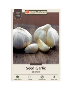 Allium, Seed Garlic Softneck 'Elephant' (spring)