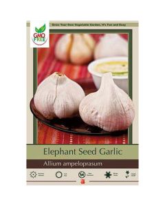Allium, Seed Garlic Softneck 'Elephant'