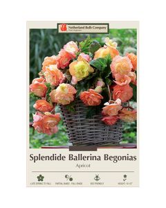 Begonia, Splendide Ballerina 'Apricot'