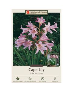 Crinum, Cape Lily 'Rosea'