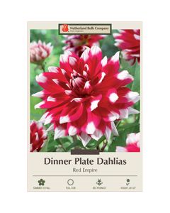 Dahlia, Dinner Plate 'Red Empire'