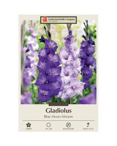 Gladiolus 'Blue Moon Mixture'