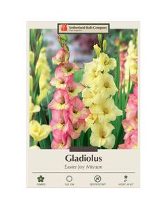 Gladiolus 'Easter Joy Mixture'