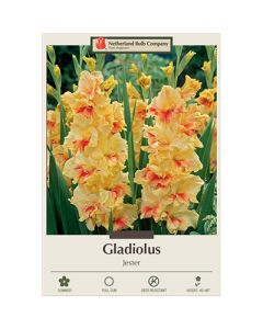 Gladiolus, Large Flowering 'Jester'